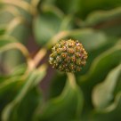 In a green flame